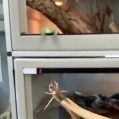 Food! Here I come!
