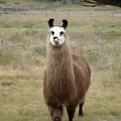 ugliest llama i have ever seen