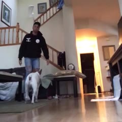 I saw a video of an dog owner playing dead and his dog tried to save him so I tried it