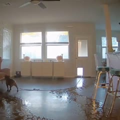 #dog #fyp #frenchie