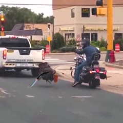 Caution! Angry Birds On The Road.