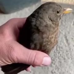 Poor Bird Couldn't Fly And Crashed Into The Ground