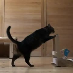 cat pushing a hand trolley
