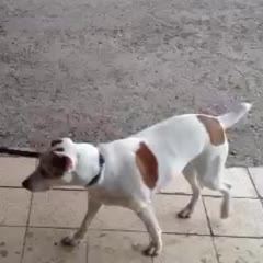 Cat taking the dog home