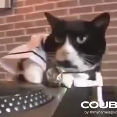 Freestyle Kitty