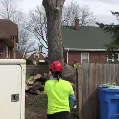 Racoonie!