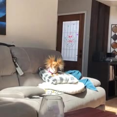 Eevee the Long Haired Chihuahua with Static Ear Hair