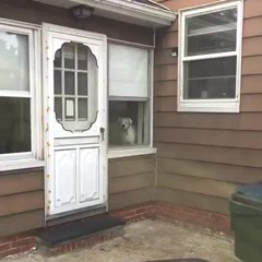 Watchdog does watch