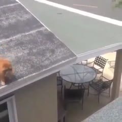 Cat does trick