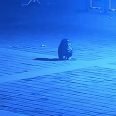 Drain cover explodes after boy throws lit firecracker down it in China