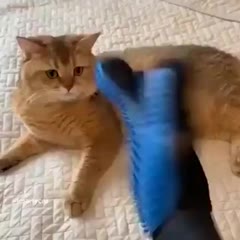 El cato