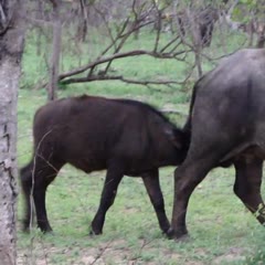 Cape Buffalo poops on unsuspecting baby!