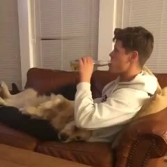 Giving your dog corona