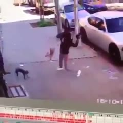 How NOT to protect your dog from a cat