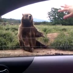 Polite Bear Waves Hello