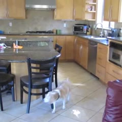 What my beagle does when are not home