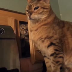 Funny Cats Compilation (Most Popular) Part 1