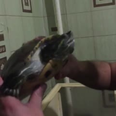 The turtle bit off his tongue