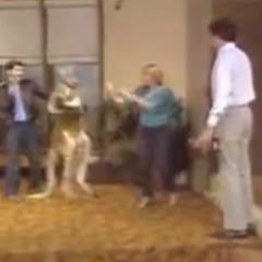 Killer Willard The Boxing Kangaroo