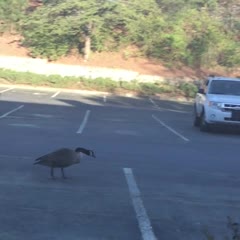 Gangsta Goose