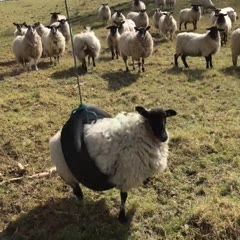 Sheep in a swing