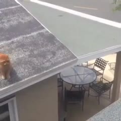 Not all cats can jump