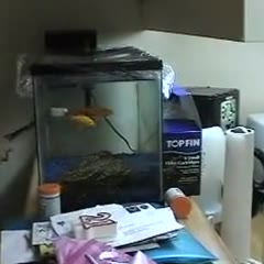 Aquarium