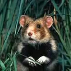 Raggot Le Hamster