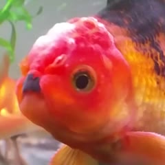 offensifish