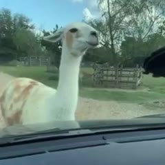 Go to the Safari park they said...