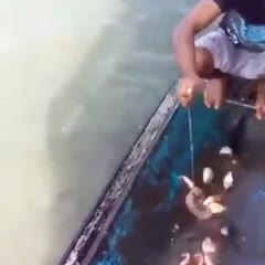 Piranha fish