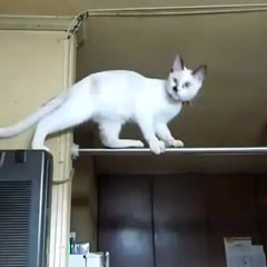 Yamato Tightrope Failure
