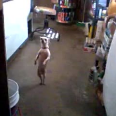 Stuart the Salsa Dancing Dog