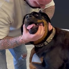 Dog Chiropractic
