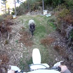 Angry ram vs motorcyclist - the re-match