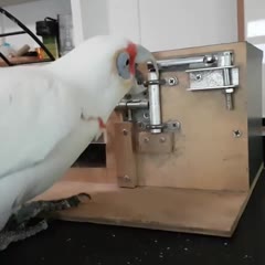 Monty after not seeing his puzzle box for a year