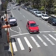 At least the dog's ok