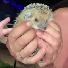Ежик укусил за нос