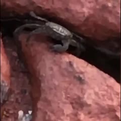 Killerkrab does threat