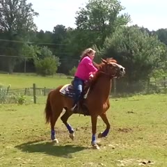 Horse is disguised