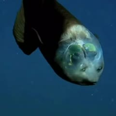 Transparent Fish