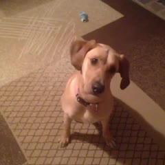 #magic #stella #dogsonvine #bang #Trick