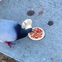 Cooking pigeon