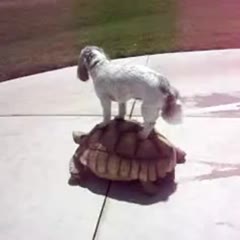 Cute Dog Rides Turtle