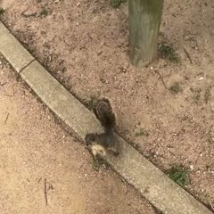 To befriend a Squirrel