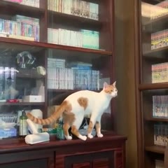 smart cat unlocks door