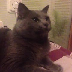 Pavlov cat