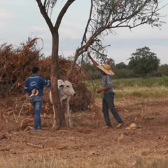 Freed Bull Rewards Rescuers with a Headbutt
