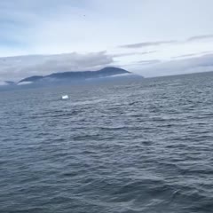 Humpback Whale Breaches Next to Boat