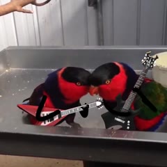 🤟 Rocking-it 🤟